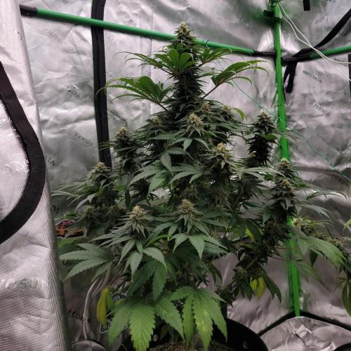 Stickky Brokkoli. Week 9