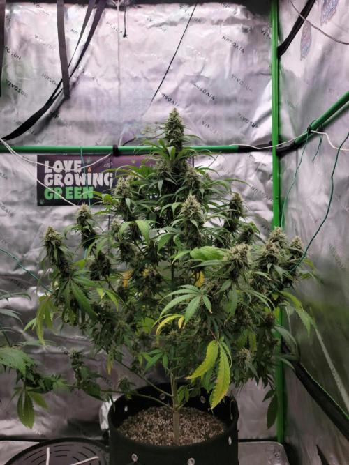 Stickky Brokkoli. Week 9