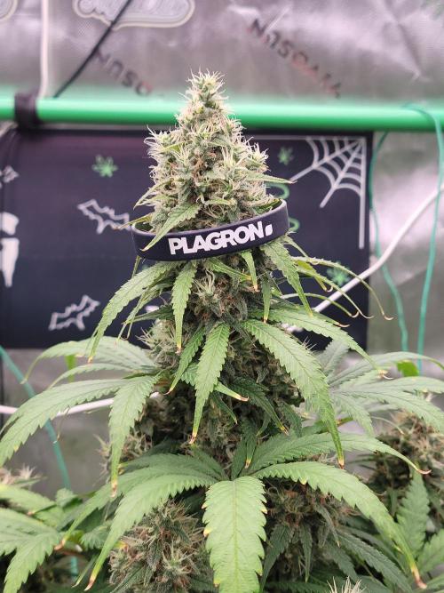 Stickky Brokkoli. Week 10 - Anyone in the grow this can give you some refrence on size