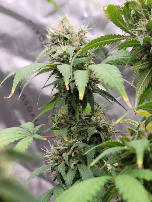 Stickky Brokkoli. Week 10