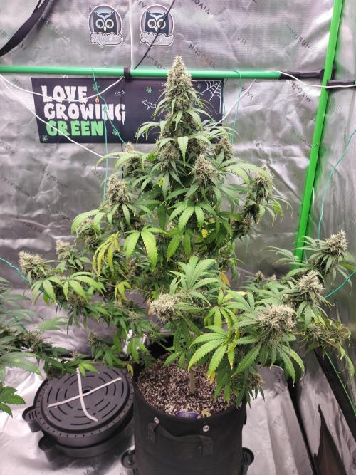 Stickky Brokkoli. Week 10