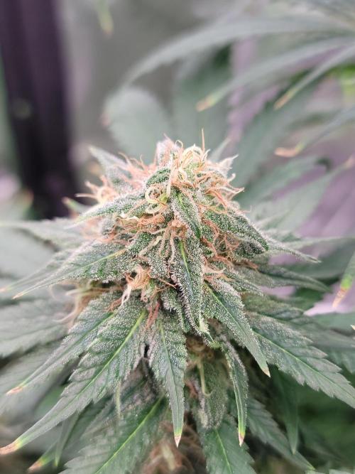 Stickky Brokkoli. Week 10