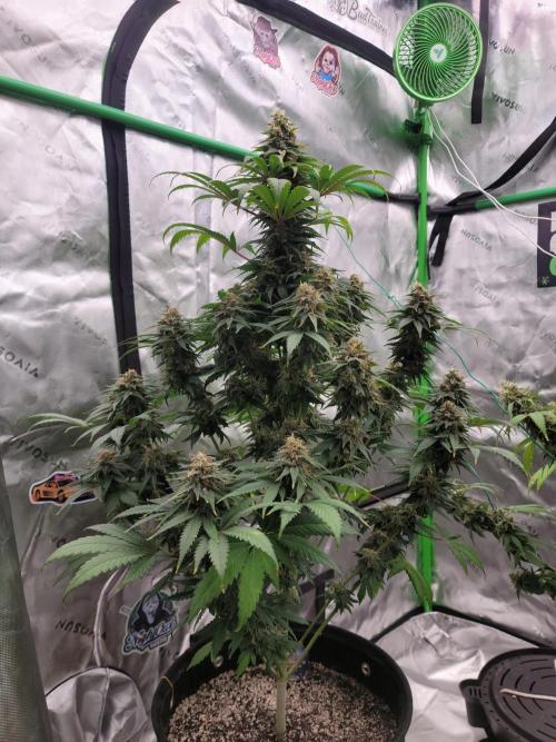 Stickky Brokkoli. Week 10