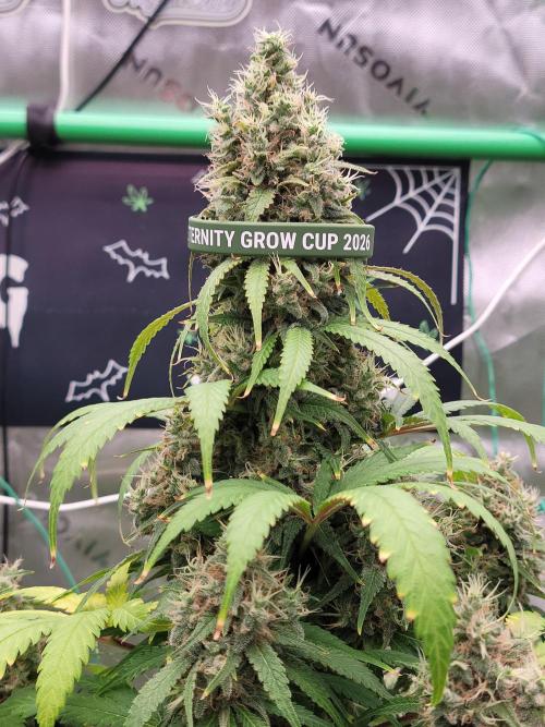 Stickky Brokkoli. Week 11