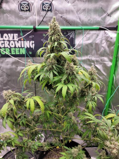 Stickky Brokkoli. Week 11
