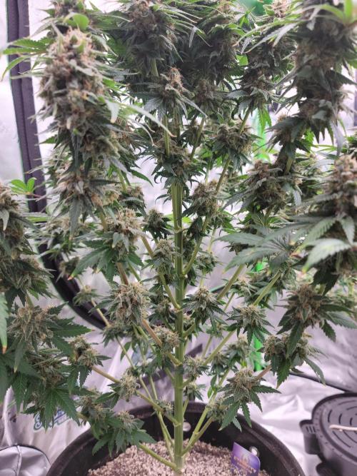 Stickky Brokkoli. Week 11