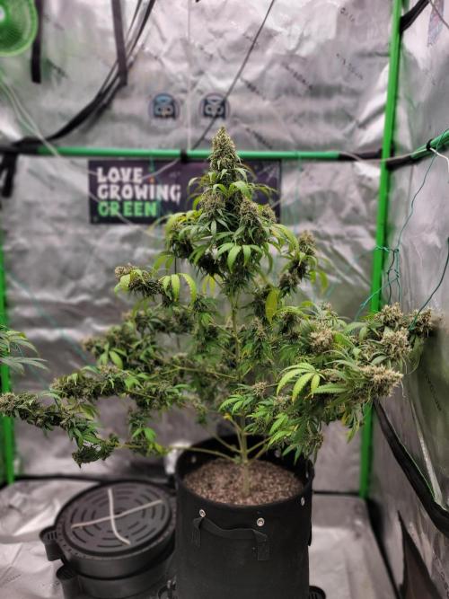 Stickky Brokkoli. Week 11
