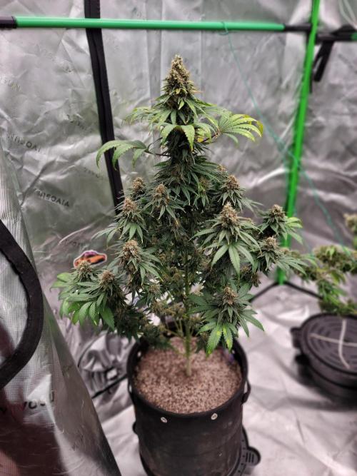 Stickky Brokkoli. Week 11