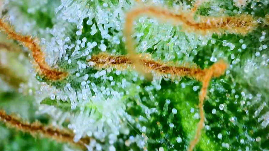 Stickky Brokkoli. Week 11