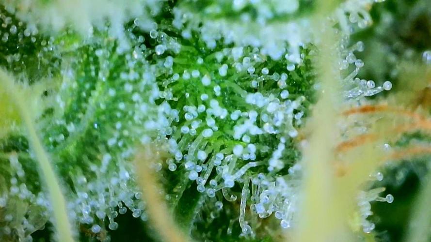 Stickky Brokkoli. Week 11