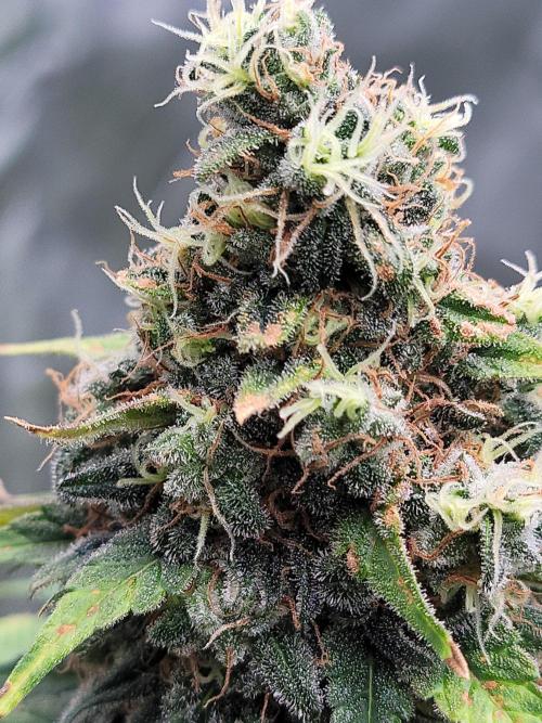 Stickky Brokkoli. Week 12