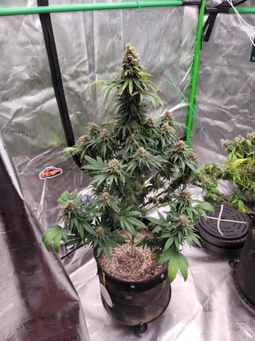 Stickky Brokkoli. Week 12