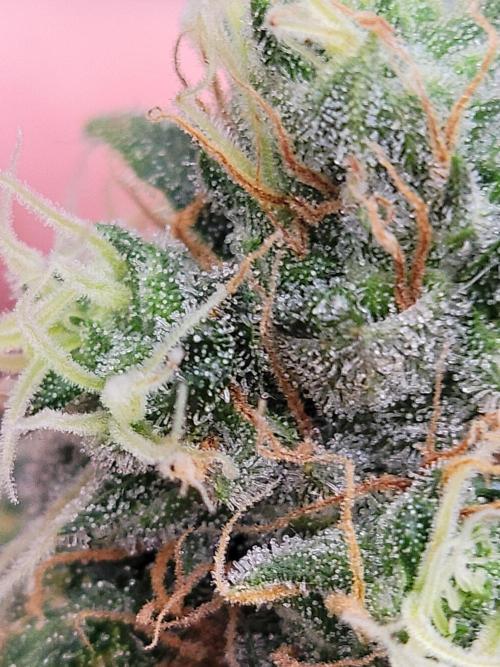 Stickky Brokkoli. Week 12