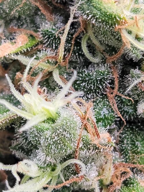 Stickky Brokkoli. Week 12
