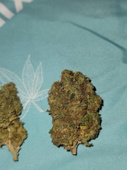 Stickky Brokkoli. Week 12 - Plant 1
