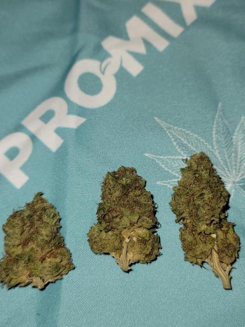 Stickky Brokkoli. Week 12 - Plant 1 