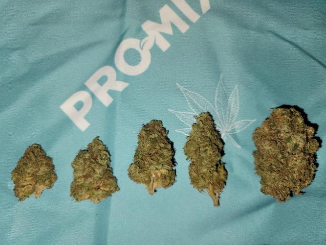 Stickky Brokkoli. Week 12 - Plant 1 buds ranged in this size. Nice and solid not airy at all.