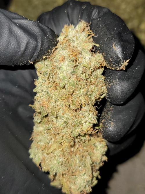 Stickky Brokkoli. Week 12