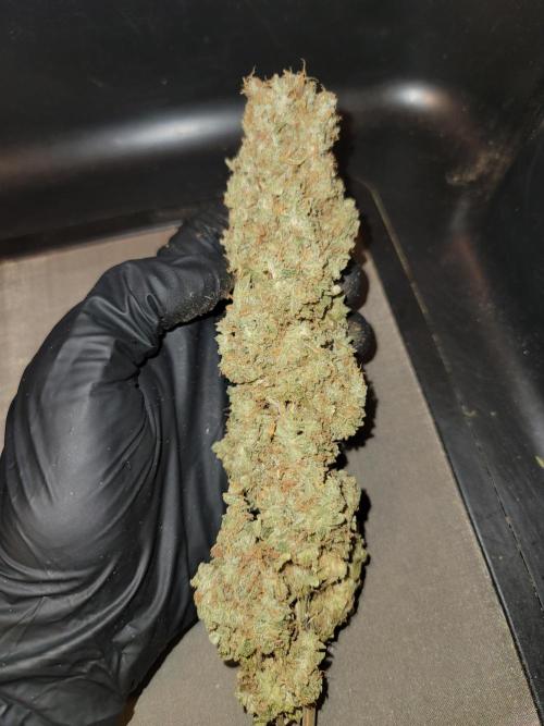 Stickky Brokkoli. Week 12