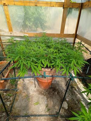 Comment by GreenFarm420 photo #1