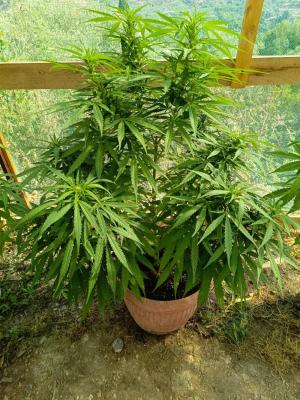 Comment by GreenFarm420 photo #2