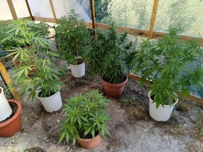Comment by GreenFarm420 photo #3