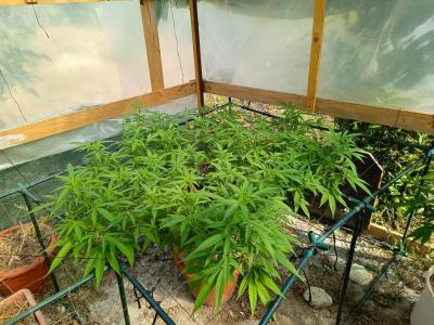 Comment by GreenFarm420 photo #4