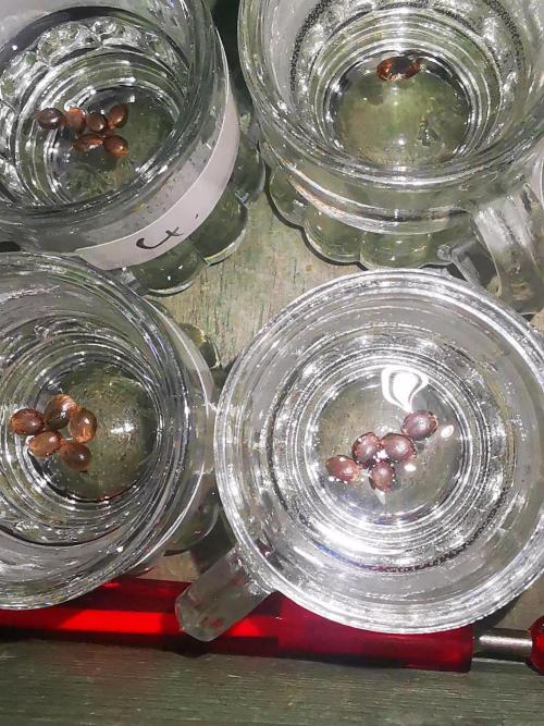 Test-grow 1.. Week 0 - 24h später... 👀... 