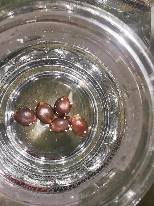 Test-grow 1.. Week 0 - Oh, da hat schon einer Lust zu schlüpfen 🐣... 