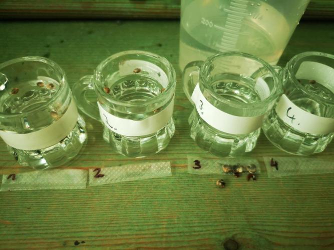 Test-grow 1.. Week 0 - Alle sortiert und ins Wasser geschmissen... Warten... 