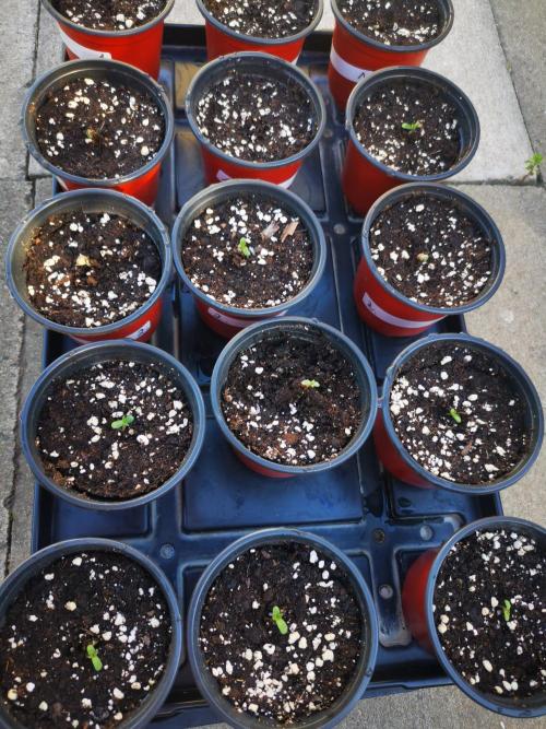 Gewinnspielseeds - Grow. Week 1