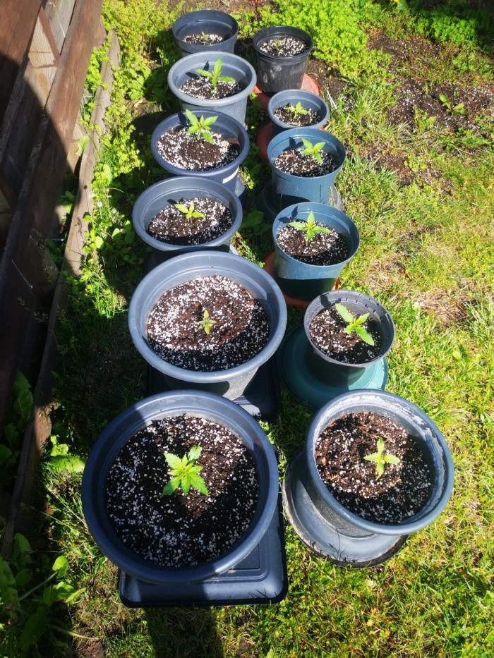 Gewinnspielseeds - Grow. Week 3