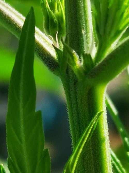 Gewinnspielseeds - Grow. Week 5