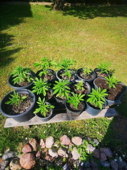 Gewinnspielseeds - Grow. Week 5