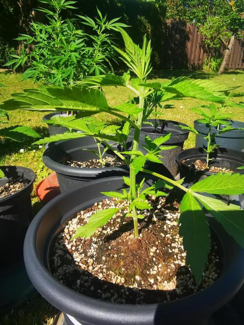 Gewinnspielseeds - Grow. Week 5