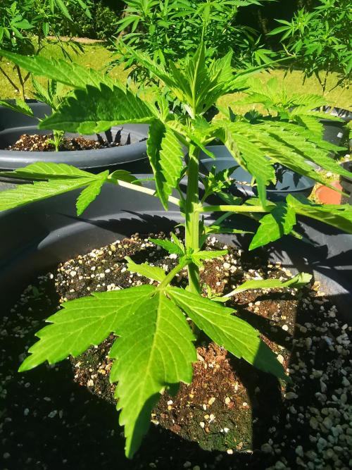 Gewinnspielseeds - Grow. Week 5