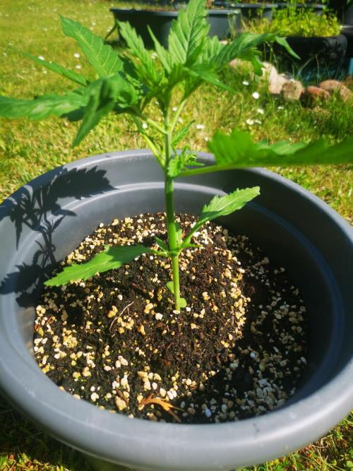Gewinnspielseeds - Grow. Week 5