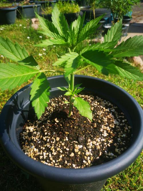 Gewinnspielseeds - Grow. Week 5