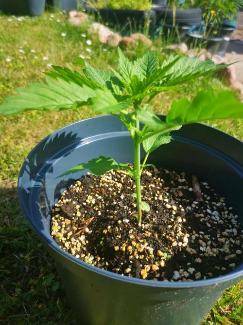 Gewinnspielseeds - Grow. Week 5