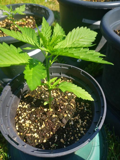 Gewinnspielseeds - Grow. Week 5