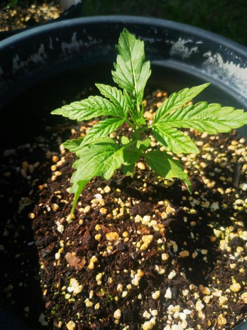 Gewinnspielseeds - Grow. Week 5