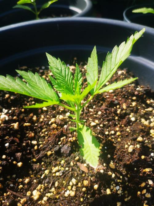 Gewinnspielseeds - Grow. Week 5