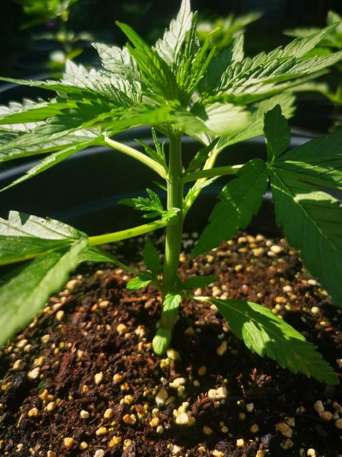 Gewinnspielseeds - Grow. Week 5