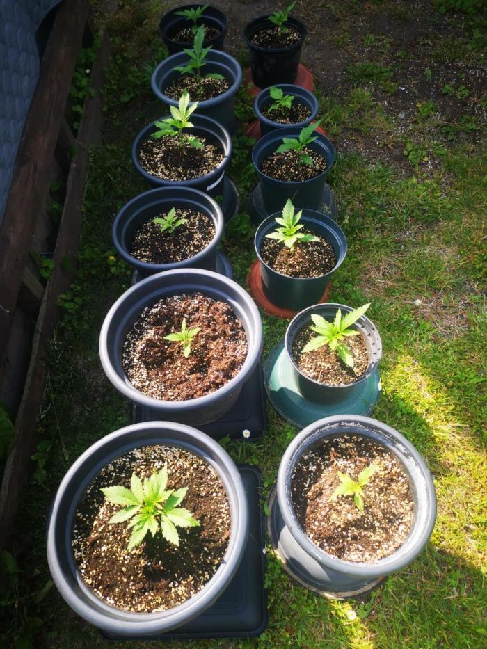 Gewinnspielseeds - Grow. Week 4