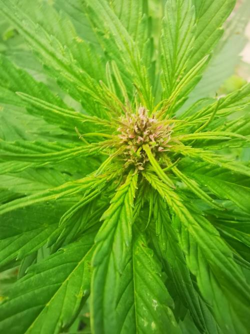 Gewinnspielseeds - Grow. Week 6