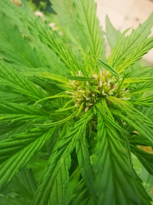 Gewinnspielseeds - Grow. Week 6