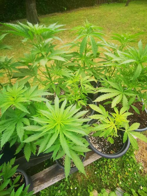 Gewinnspielseeds - Grow. Week 6