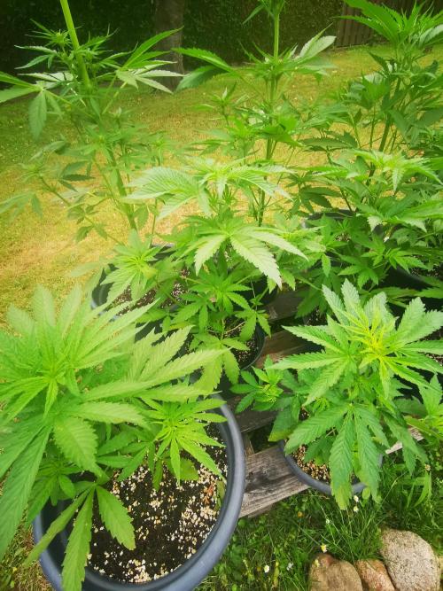Gewinnspielseeds - Grow. Week 6