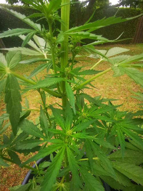 Gewinnspielseeds - Grow. Week 6