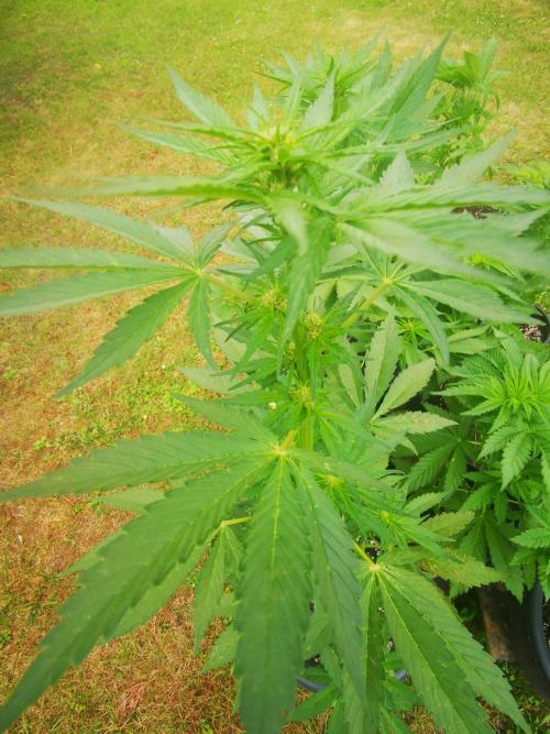 Gewinnspielseeds - Grow. Week 6